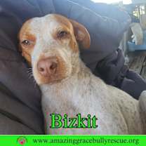 Thumbnail photo of Bizkit #1