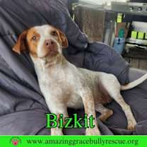 Thumbnail photo of Bizkit #2