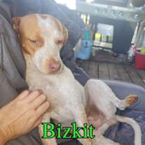 Thumbnail photo of Bizkit #3