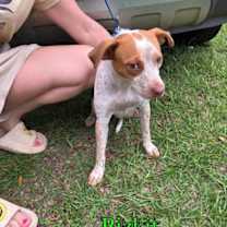 Thumbnail photo of Bizkit #4