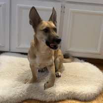 Thumbnail photo of Arnold #4