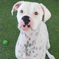 adopt-pet