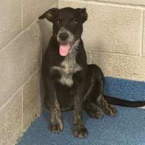 Thumbnail photo of Elvis Presley  #3