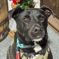 adopt-pet