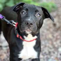 adopt-pet