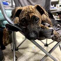 adopt-pet