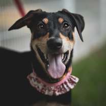 Thumbnail photo of Rose #1