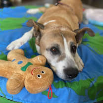 Thumbnail photo of Brownie #2