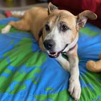 Thumbnail photo of Brownie #3