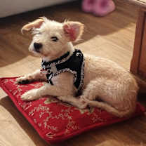 Thumbnail photo of James Bone 007 #4