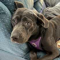 Thumbnail photo of Lilac #2