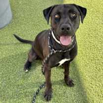 adopt-pet