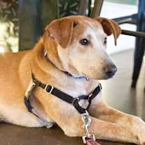 Thumbnail photo of Jasper #2