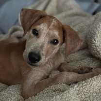 Thumbnail photo of Jasper #3