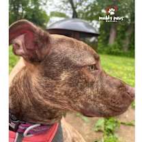 Thumbnail photo of Remy (Courtesy Post #1