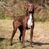 Thumbnail photo of Daisy #2