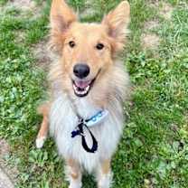 Thumbnail photo of Dusty #2