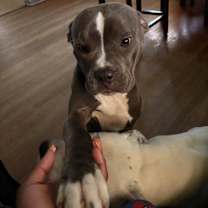 Thumbnail photo of Roscoe #3