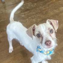 adopt-pet