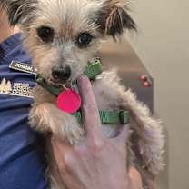 Thumbnail photo of Gidget #2