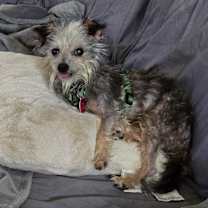 Thumbnail photo of Gidget #3