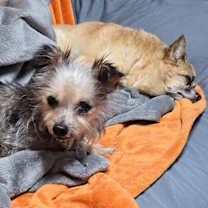 Thumbnail photo of Gidget #4