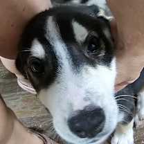 Thumbnail photo of Milo #2