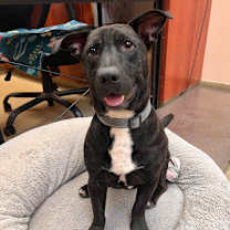 Thumbnail photo of Benny #1