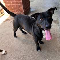 Thumbnail photo of Benny #3