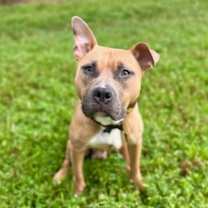 Thumbnail photo of Lychee *foster home needed* #2