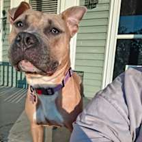 Thumbnail photo of Lychee *foster home needed* #4