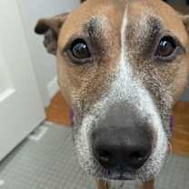 Thumbnail photo of Hunie *foster home needed* #1