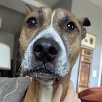 Thumbnail photo of Hunie *foster home needed* #2