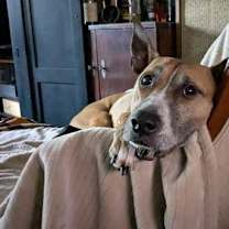 Thumbnail photo of Hunie *foster home needed* #3