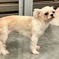 Thumbnail photo of Liberty #4