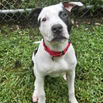 Thumbnail photo of Hearty #1