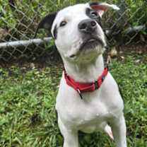 Thumbnail photo of Hearty #2