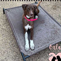 adopt-pet