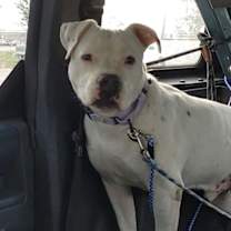 Thumbnail photo of Buddy #1