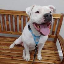 Thumbnail photo of Buddy #2