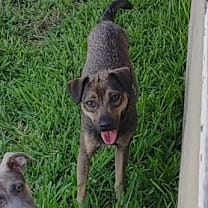 Thumbnail photo of Milo #1