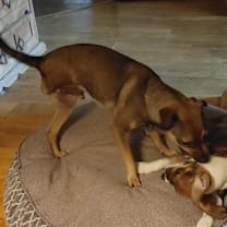 Thumbnail photo of Milo #3