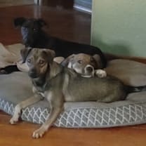 Thumbnail photo of Milo #4