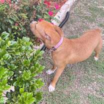 Thumbnail photo of Manilla #1