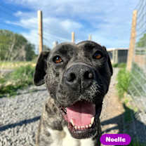adopt-pet