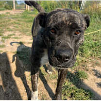 Thumbnail photo of Noelle #3