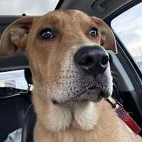 adopt-pet