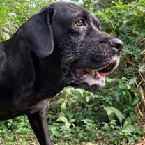 Thumbnail photo of Archimedes #3