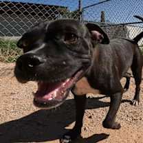 adopt-pet