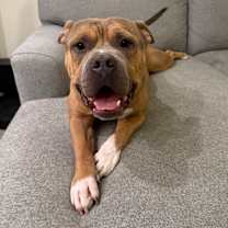 adopt-pet